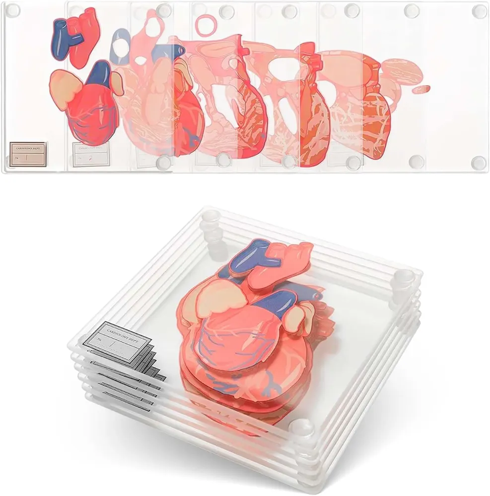 Anatomic Heart Coaster Set