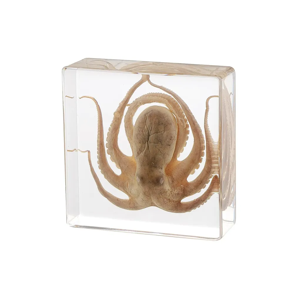 Pokiphip Real Taxidermy Octopus Specimen in Resin